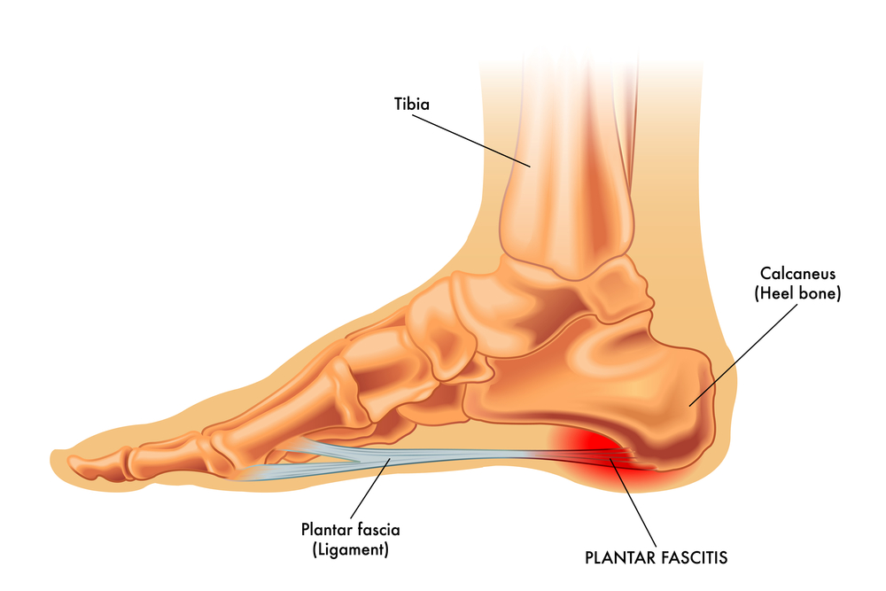 Diagram of foot